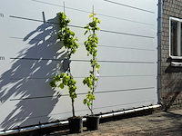 2x druivenplant - vitis vinifera - hoogte ca. 170 cm - afbeelding 4 van  5