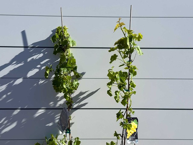 2x druivenplant - vitis vinifera - hoogte ca. 170 cm - afbeelding 5 van  5