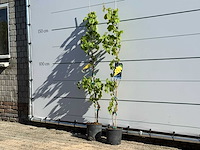 2x druivenplant - vitis vinifera - hoogte ca. 170 cm - afbeelding 3 van  5