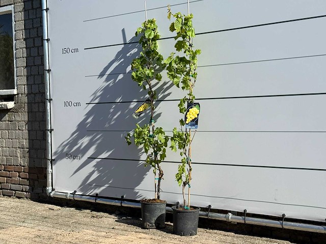 2x druivenplant - vitis vinifera - hoogte ca. 170 cm - afbeelding 3 van  5