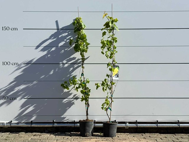 2x druivenplant - vitis vinifera - hoogte ca. 170 cm - afbeelding 2 van  5