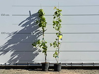 2x druivenplant - vitis vinifera - hoogte ca. 170 cm - afbeelding 2 van  5