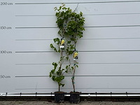 2x druivenplant - vitis vinifera - hoogte ca. 180 cm - afbeelding 1 van  3