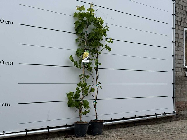2x druivenplant - vitis vinifera - hoogte ca. 180 cm - afbeelding 3 van  5