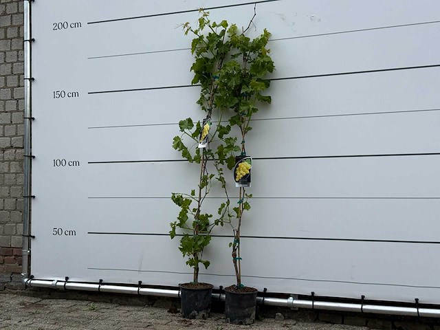2x druivenplant - vitis vinifera - hoogte ca. 180 cm - afbeelding 2 van  5