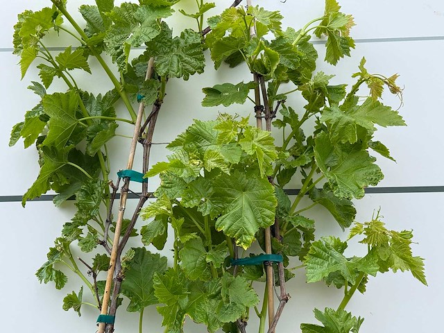 2x druivenplant - vitis vinifera - hoogte ca. 180 cm - afbeelding 4 van  5