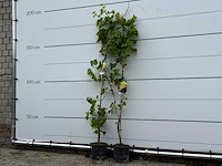 2x druivenplant - vitis vinifera - hoogte ca. 180 cm - afbeelding 2 van  5