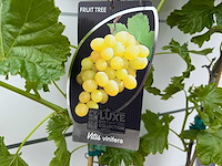 2x druivenplant - vitis vinifera - hoogte ca. 180 cm - afbeelding 5 van  5