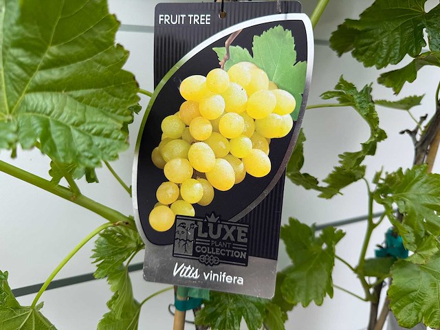 2x druivenplant - vitis vinifera - hoogte ca. 180 cm - afbeelding 5 van  5