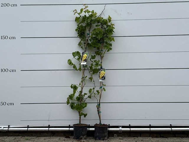2x druivenplant - vitis vinifera - hoogte ca. 180 cm - afbeelding 1 van  5