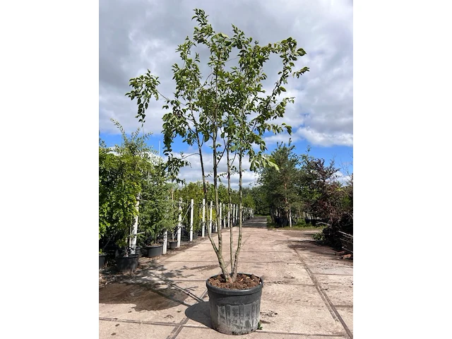 2x europese hopbeuk, ostrya carpinifolia, meerstammig, ca. 3.5-4 m hoog - afbeelding 1 van  3