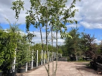 2x europese hopbeuk, ostrya carpinifolia, meerstammig, ca. 3.5-4 m hoog