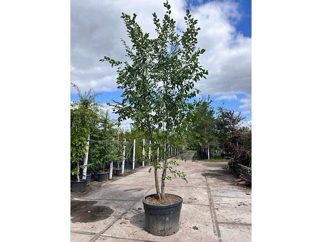 2x europese hopbeuk, ostrya carpinifolia, meerstammig, ca. 3.5-4 m hoog - afbeelding 2 van  3