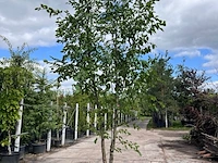2x europese hopbeuk, ostrya carpinifolia, meerstammig, ca. 3.5-4 m hoog - afbeelding 2 van  3