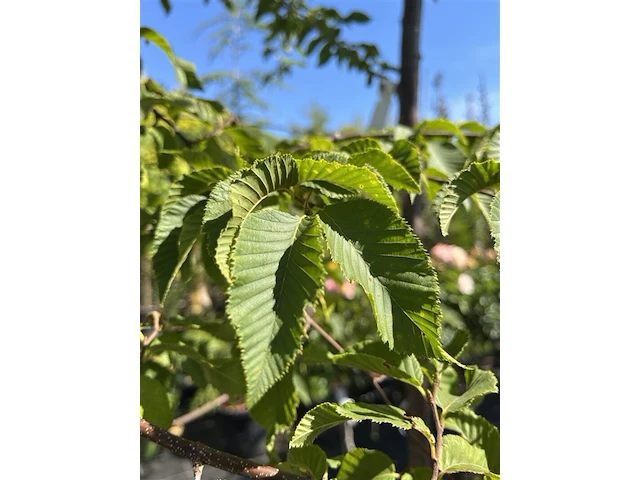2x europese hopbeuk, ostrya carpinifolia, meerstammig, ca. 3.5-4 m hoog - afbeelding 3 van  3