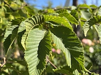 2x europese hopbeuk, ostrya carpinifolia, meerstammig, ca. 3.5-4 m hoog - afbeelding 3 van  3