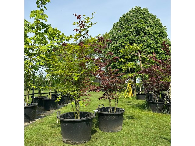 2x fagus sylvatica atropunicea (rode beuk) - afbeelding 1 van  2