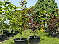 2x fagus sylvatica atropunicea (rode beuk) - afbeelding 1 van  2