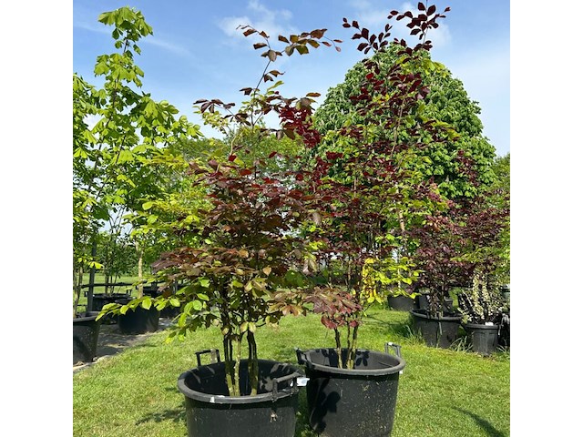 2x fagus sylvatica atropunicea (rode beuk) - afbeelding 1 van  2