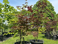 2x fagus sylvatica atropunicea (rode beuk) - afbeelding 1 van  2