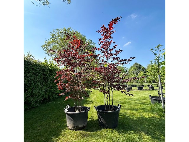 2x fagus sylvatica atropunicea (rode beuk) - afbeelding 1 van  2