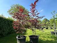 2x fagus sylvatica atropunicea (rode beuk) - afbeelding 1 van  2