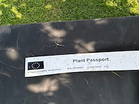 2x fagus sylvatica atropunicea (rode beuk) - afbeelding 2 van  2