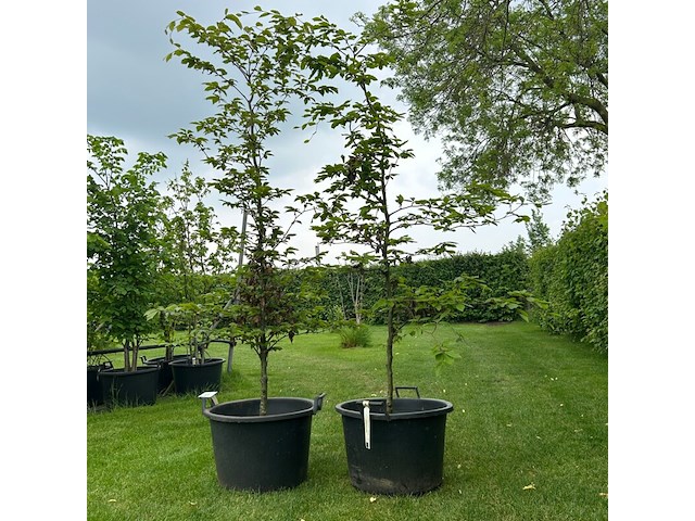 2x fagus sylvatica atropunicea (rode beuk) - afbeelding 1 van  2