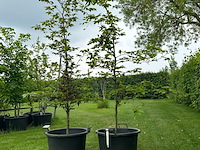 2x fagus sylvatica atropunicea (rode beuk) - afbeelding 1 van  2