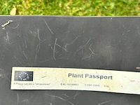 2x fagus sylvatica atropunicea (rode beuk) - afbeelding 2 van  2