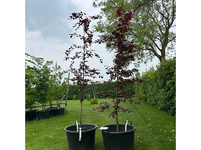 2x fagus sylvatica atropunicea (rode beuk) - afbeelding 1 van  2