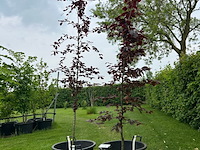 2x fagus sylvatica atropunicea (rode beuk) - afbeelding 1 van  2