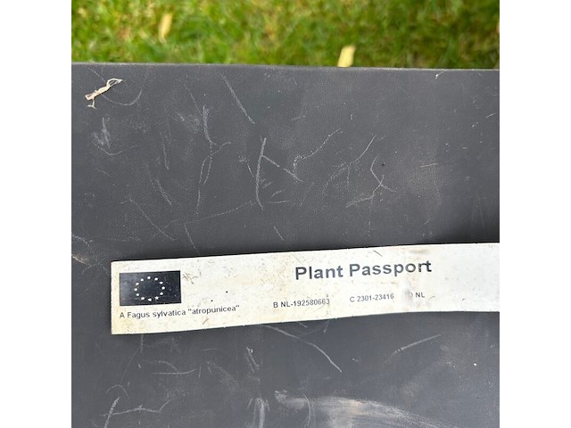2x fagus sylvatica atropunicea (rode beuk) - afbeelding 2 van  2