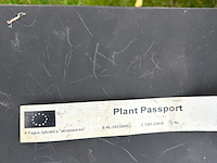 2x fagus sylvatica atropunicea (rode beuk) - afbeelding 2 van  2