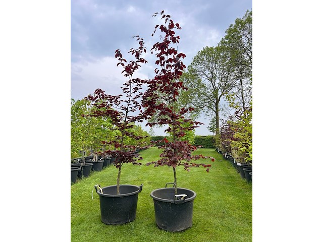 2x fagus sylvatica atropunicea (rode beuk) - afbeelding 1 van  2