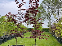 2x fagus sylvatica atropunicea (rode beuk) - afbeelding 1 van  2