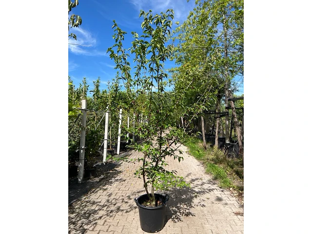 2x gele kornoelje, cornus mas, sierheester, gele bloei, ca. 200 cm hoog - afbeelding 1 van  3