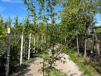 2x gele kornoelje, cornus mas, sierheester, gele bloei, ca. 200 cm hoog