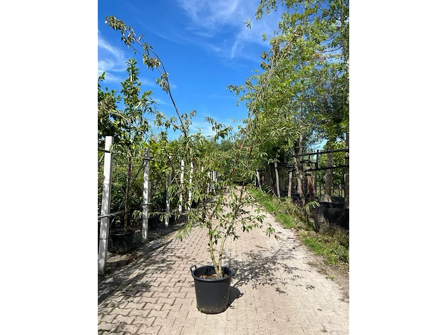 2x gele kornoelje, cornus mas, sierheester, gele bloei, ca. 200 cm hoog - afbeelding 2 van  3