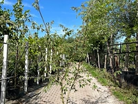 2x gele kornoelje, cornus mas, sierheester, gele bloei, ca. 200 cm hoog - afbeelding 2 van  3