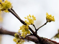 2x gele kornoelje, cornus mas, sierheester, gele bloei, ca. 200 cm hoog - afbeelding 3 van  3
