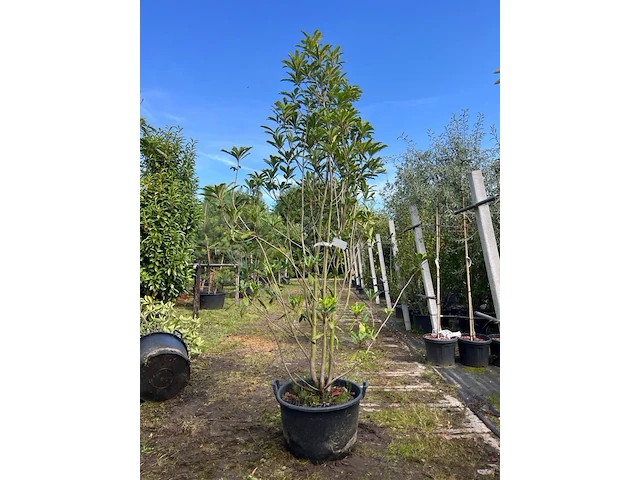 2x glansmispel, photinia 'crunchy', meerstammig, wintergroen, ca. 250-300 cm hoog - afbeelding 1 van  2