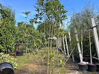 2x glansmispel, photinia 'crunchy', meerstammig, wintergroen, ca. 250-300 cm hoog