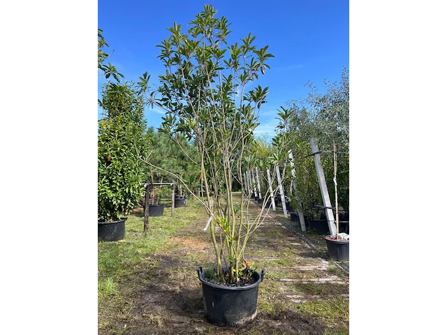 2x glansmispel, photinia 'crunchy', meerstammig, wintergroen, ca. 250-300 cm hoog - afbeelding 2 van  2