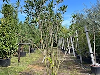 2x glansmispel, photinia 'crunchy', meerstammig, wintergroen, ca. 250-300 cm hoog - afbeelding 2 van  2