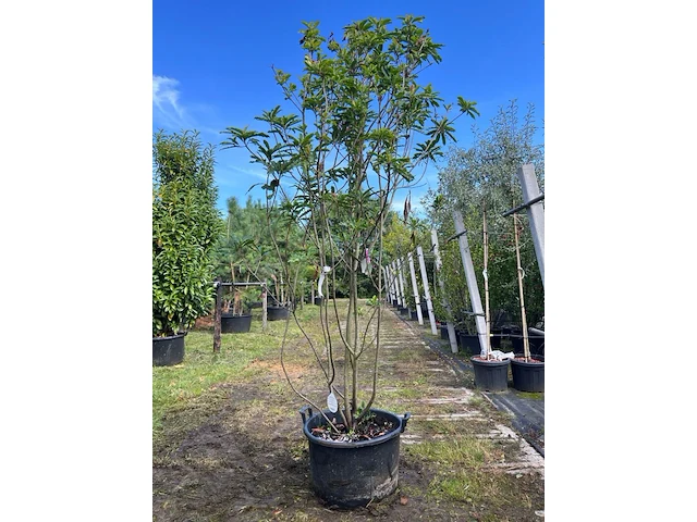 2x glansmispel, photinia 'crunchy', meerstammig, wintergroen, ca. 250-300 cm hoog - afbeelding 1 van  2