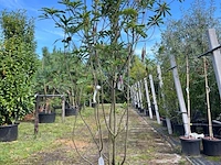 2x glansmispel, photinia 'crunchy', meerstammig, wintergroen, ca. 250-300 cm hoog