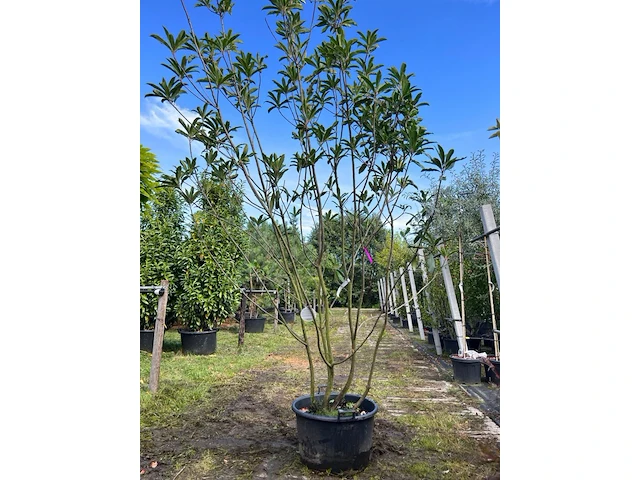 2x glansmispel, photinia 'crunchy', meerstammig, wintergroen, ca. 250-300 cm hoog - afbeelding 2 van  2