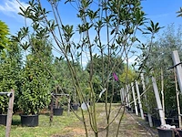 2x glansmispel, photinia 'crunchy', meerstammig, wintergroen, ca. 250-300 cm hoog - afbeelding 2 van  2