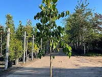 2x grootbloemige kornoelje, cornus 'eddie's white wonder', bloesemboom, witte bloei, ca. 2-2.5 m hoog